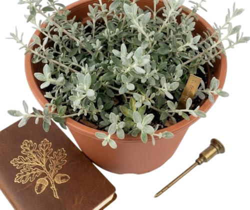 Arbusto de Teucrium para Jardines Exteriores, Terrazas y Balcones con Sol | Planta Natural Mediterránea DECOALIVE