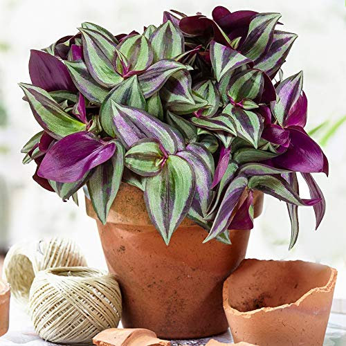 Tradescantia Zebrina | Plante misère de qualité pour la maison ou le bureau | 15-25 cm en pot