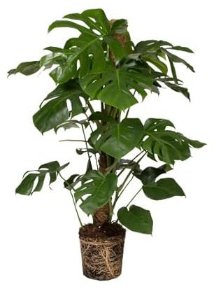 Monstera Deliciosa | DECOALIVE | Costilla de Adán | Planta Interior Grande | Planta Natural