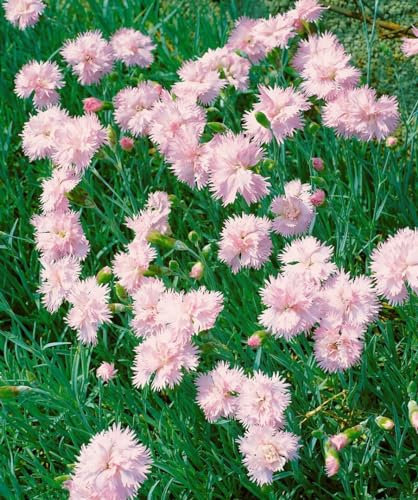 Dianthus plumarius 'Altrosa' 9x9 cm Topf – Winterhart, Mehrjährig, Pflegeleicht – Pfingstnelke – Staude für Beet & Steingarten