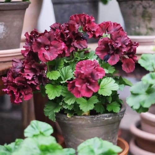 120 pezzi semi di geranio perenne - decorazione giardino di resistenti per giardino, semi interni, primavera