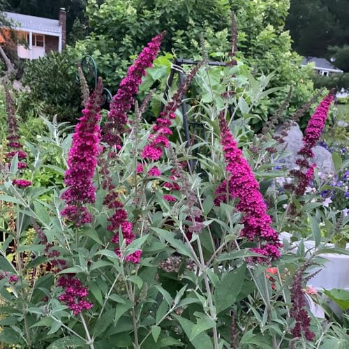 schmetterlingsflieder, schmetterlingsbaum blumenwiese mehrjährig buddleia, schmetterlingsstrauch hochbeet sommerflieder wildblumen balkonblumen 300samen