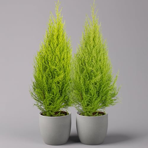Zimmerzypresse 'Goldcrest', Pyramide, Topf-Ø 17 cm, 2er-Set