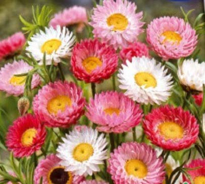 Stk - 240x Sonnenstrohblume gemischt Helipterum Acroclinium Pflanzen Samen K346 - Seeds & Plants Shop by Ipsa