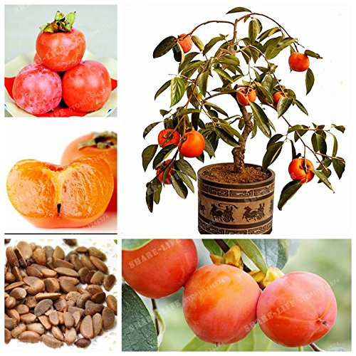 Graines de kaki, délicieux fruits, graines d'arbres fruitiers, graines d'arbustes d'arbres à kaki asiatiques, bonsaï à faire soi-même pour le jardin à la maison, paquet de 100 graines