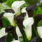 Calla-Zwiebeln/Geeignet zum Anpflanzen im Innen- und Außenbereich des Gartens/Calla-Pflanzen/Schöne Schnittblume/Fleißige, mehrjährige Pflanze.-6 zwiebeln-C