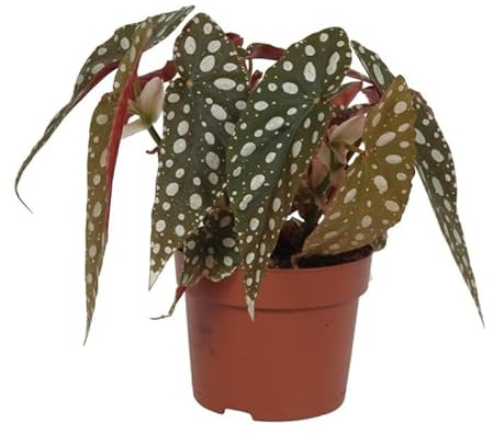Spotted Begonia Maculata Wightii | Polka Dot Begonia Potted Indoor House Plant in 12 cm Pot Approx 20 cm Tall