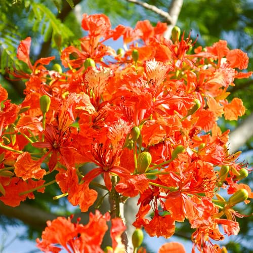 comprar un tulipán de jardín perennes resistentes Spathodea campanulata de interior purificadoras aire semillas como recuerdo fiesta Decoración otoñal el 300semillas