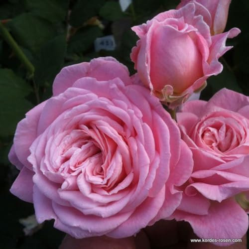 2 x Rosier - Rosa 'Rosierngräfin Marie Henriëtte' pot 25-30 cm - Une beauté parfumée de la collection Parfuma