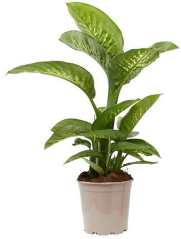 Verdecora Dieffembachia Tropic Lemon en maceta de Ø17cm | Planta Natural de Interior con Follaje Exótico | Ideal para Decoración de Hogares y Oficinas