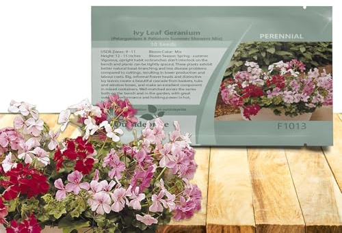 Outsidepride Mix Ivy Leaf Geranium Seeds for Planting - 10 Pcs Perennial, Heat & Drought Tolerant Flower Seeds with Green Foliage & Mix Blooms for Pots, Borders & Lush Summer Garden Displays