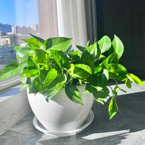 semi di pothos - balcone recisi giardino roccioso giardino varietà antiche biologiche sul balcone resistenti, adatte al pieno sole 100pcs