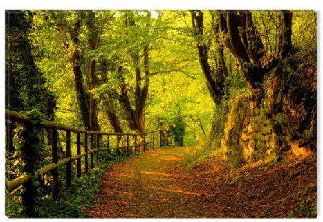 Startonight Impression Sur Toile Forêt II, Art Encadré Imprimée Tableau Motif Moderne Décoration Tendu Sur Chassis Prêt à Accrocher 60 x 90 CM