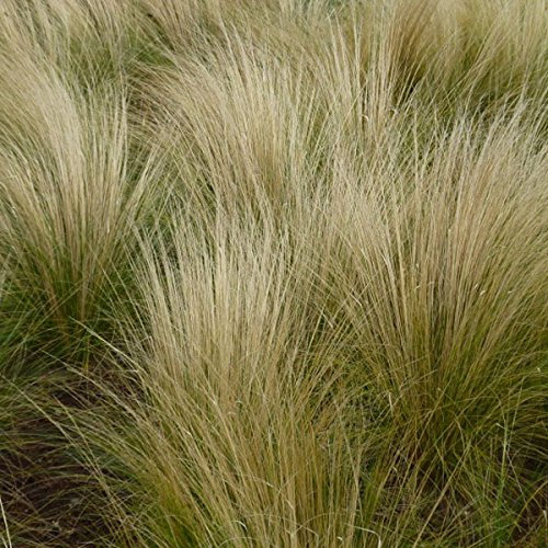 Stipa tenuissima 'Ponytail' 15cm Pot Size