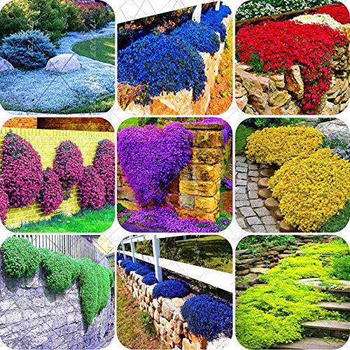 Portal Cool Mixed 100 pc/sacchetto Semi di Timo serpillo o semi Multi-Color roccia Cress - perenni