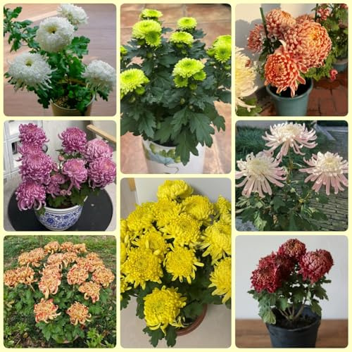 Chrysanthemen, nachhaltige geschenke garten pflanzensamen zimmerpflanzen geschenke für gartenliebhaber exotische 450Samen