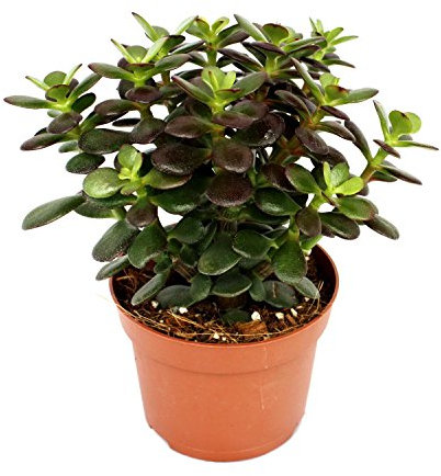 Exotenherz Crassula portulacea minor - Pfennigbaum - große Pflanze im 12cm