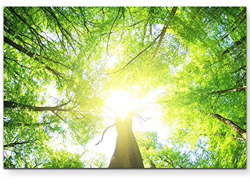 Leinwandbilder | Bilder Leinwand 120x80cm ein Wald an einem sonnigen Tag