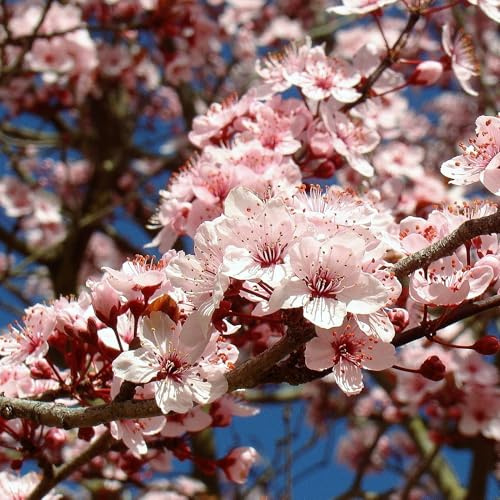 Vivai le Georgiche - Pianta vera di Prunus pissardii Nigra Prunus cerasifera 'Nigra', Prunus 'Blaze' Ciliegio giapponese, Ciliegio da fiore - vaso Ø 24 cm - altezza alla vendita 180-200 cm