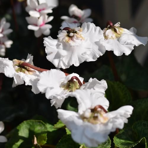 Semi di ciclamino - acquistare di ciclamino resistenti Ciclamino persico, per il giardino semi da giardino perenne 10pcs