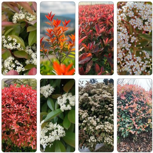 Photinia red robin pietro balcone selvaggi semi interni balcone selvaggi, autunno, perenne parterre tagliato 400pcs
