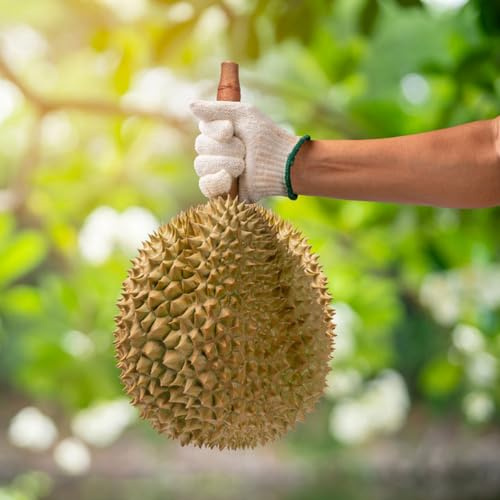 5 piezas Semillas de fruta de durián, árboles frutales columnares, plantas exóticas resistentes Durio zibethinus, Las plantas de interior con semillas frutales requieren poca luz.