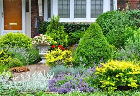 Evergreen Shrub Collection - 6 Varieties in 9cm pots Garden Shrubs & Bushes - Evergreen, Flowering & Low Maintenance Plants by Park Farm Plants