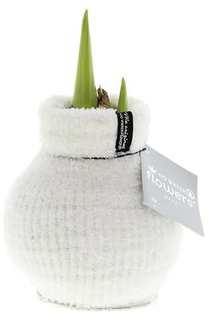 Amaryllis in Wachs Fashionz Cozy Fluffy Weiß | 1 Stück | Amaryllis in Wachs | ohne Gießen | pflegeleicht | lange und majestätische Blüte | Rot | Zimmerpflanze