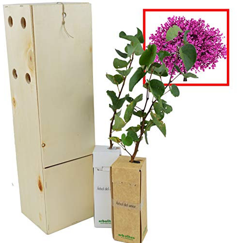 ÁRBOL DEL AMOR de pequeño tamaño en caja de madera. Alveolo forestal (2)