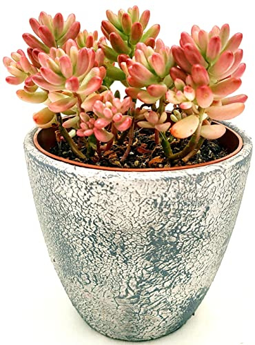 SEDUM RUBROTINCTUM ROSEA ROWLEYANUS, IN VASO CERAMICA RUSTICO, VASO 12CM DIAMETRO, pianta vera