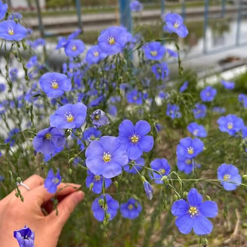 Blauer FlachsSamen, Linum perenne, stauden winterhart mehrjährig Lein blauSamen, blumensamen alte sorten herbstblumen balkonpflanzen gartendeko für draußen 450pcs