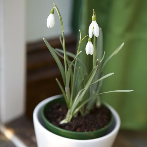 schneeglöckchen winterhart mehrjährig - winterfeste für balkon - Seltene serie - winterharte kübelpflanzen frühlingsblüher blumenzwiebeln 50zwiebeln
