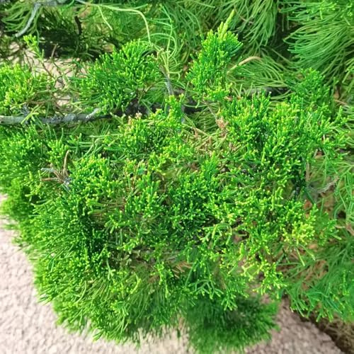 cipresso semi resistenti, cipresso colonnare, verdi, decorazioni da giardino per esterno, regali sostenibili, 300pcs