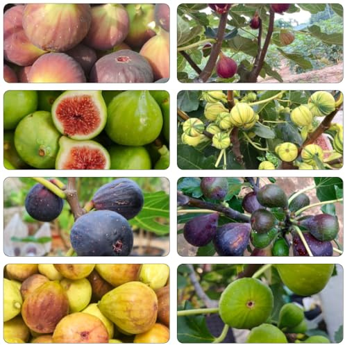 feigenbaum zimmerbonsai bonsai obstbäume obstpflanzen gewächshaus balkon säulenobstbäume steingartenpflanzen winterhart obstbaum obstsamen topfpflanzen draußen winterhart kräutergarten 250samen