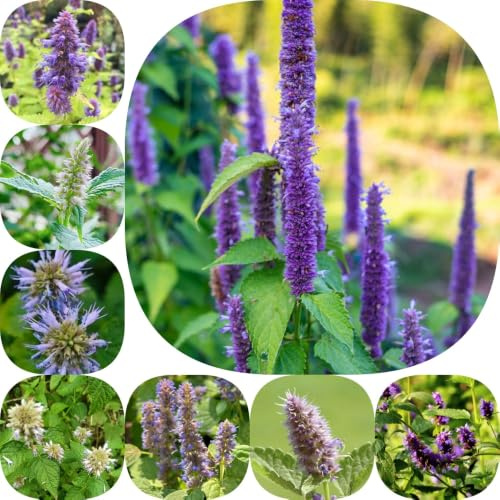 Semi di ortica profumata - verdi resistenti per giardini rocciosi coltivazione di giardino resistenti balcone per giardinieri 600pcs