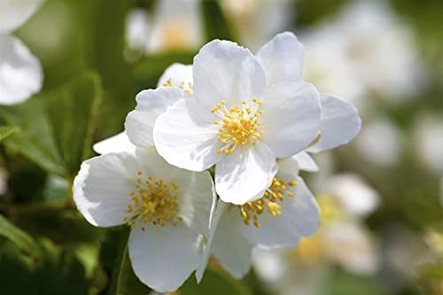 Duftjasmin Philadelphus coronarius 60-100 cm Heckenpflanze winterhart | Intensiver Blütenduft, robuste Zierpflanze, schnittverträglich, ideal für Hecken und Sichtschutz, sonnig bis halbschattig
