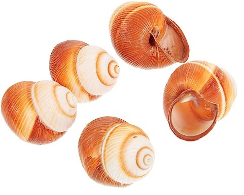 SOIMISS 5stücke Natürliche Schneckenschalen Für Escargot Backofenfest Dickes Schneckenhaus Schneckenkochgeschirr Sicher Für Restaurant Und Küche Geeignet