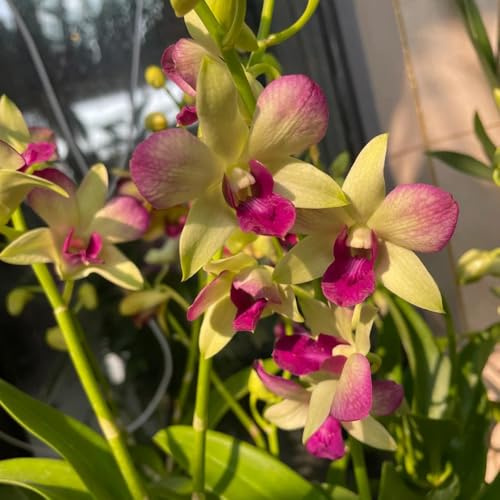 semillas de orquídeas dendrobium - resistente perennes jardín extremadamente 700pcs