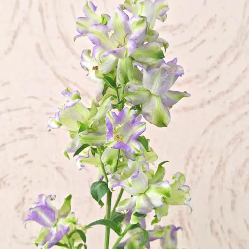glockenblumesamen balkon glockenblume wildblumen balkonblumen schnittblumen frühlingsblume 250pcs