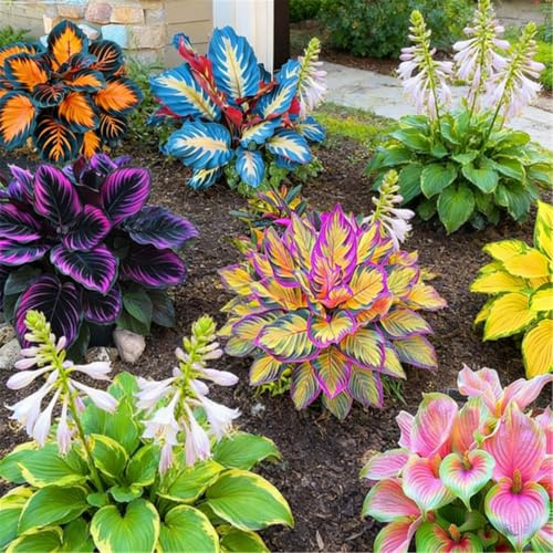 Piantine di Hosta a radice nuda, Molte varietà, Altezza a maturità 50 cm, Tollerante all'ombra, Adatta a vasi da terrazzo e bordi del giardino-6 PIECE-J