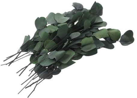 MUSISALY Getrocknete Eukalyptusblätter Für Blumenstrauß- Heimhandwerk Und Eukalyptus- Echte Getrocknete Eukalyptusstiele Ohne Pflege Für Vasendekoration