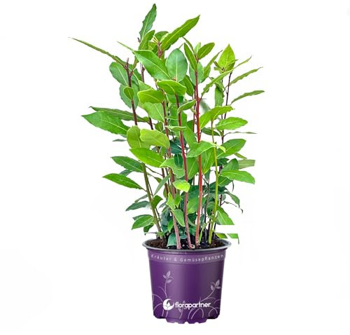 - echter Lorbeer - Italienischer XL Gewürzlorbeer - Laurus nobilis im 14 cm Topf 35-45cm 1stk.