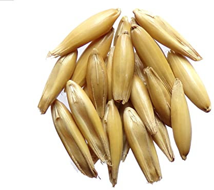 Avoine de Printemps Duffy Bio - 250 grammes - Avena Sativa L. - Oat - (Engrais vert) - SEM02
