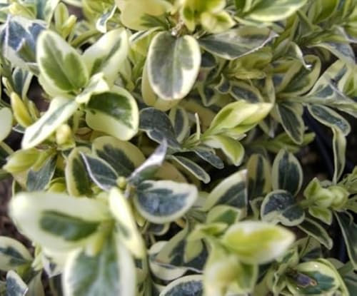 Buxus sempervirens Elegantissima - Buchsbaum Elegantissima -