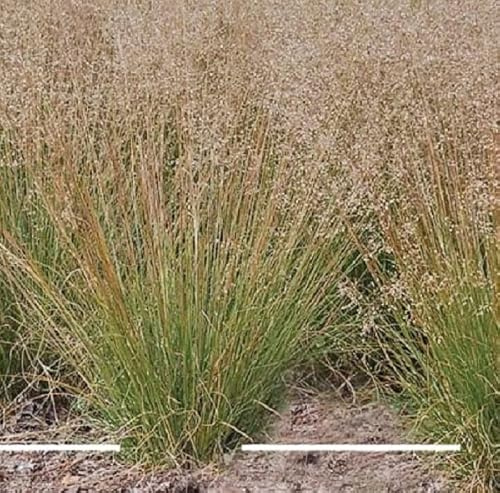 Buzzy Ornamental Grasses, Pradera