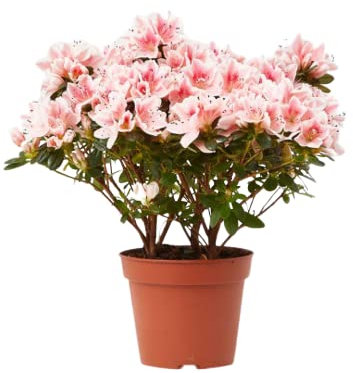 Azalea Planta Natural DECOALIVE La Elegancia del Jardín en tu Hogar