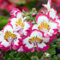 250 Semi di fiore di farfalla (Schizanthus wisetonensis) orchidea dei poveri - non trattati