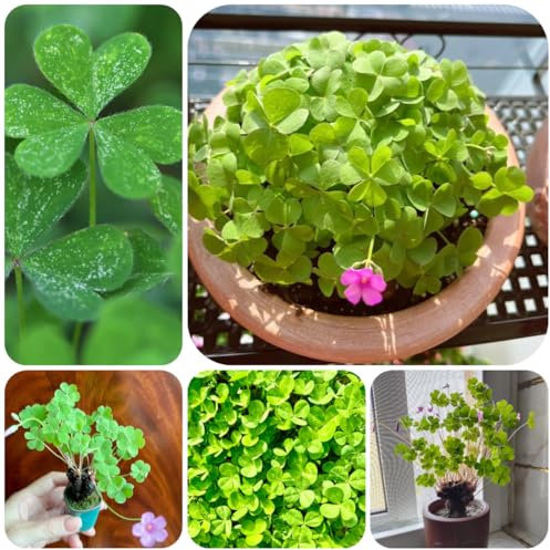 semi di trifoglio fortunato di selvatici perenni resistenti, biologici balcone giardino, perenni resistenti, selvatici, 125pcs
