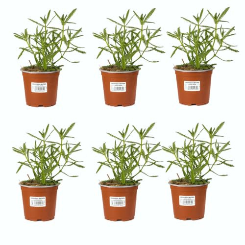 Lavanda Dentata |Pack 6 Plantas | DECOALIVE Planta Aromática Natural