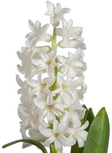 90 graines de fleurs de jacinthe